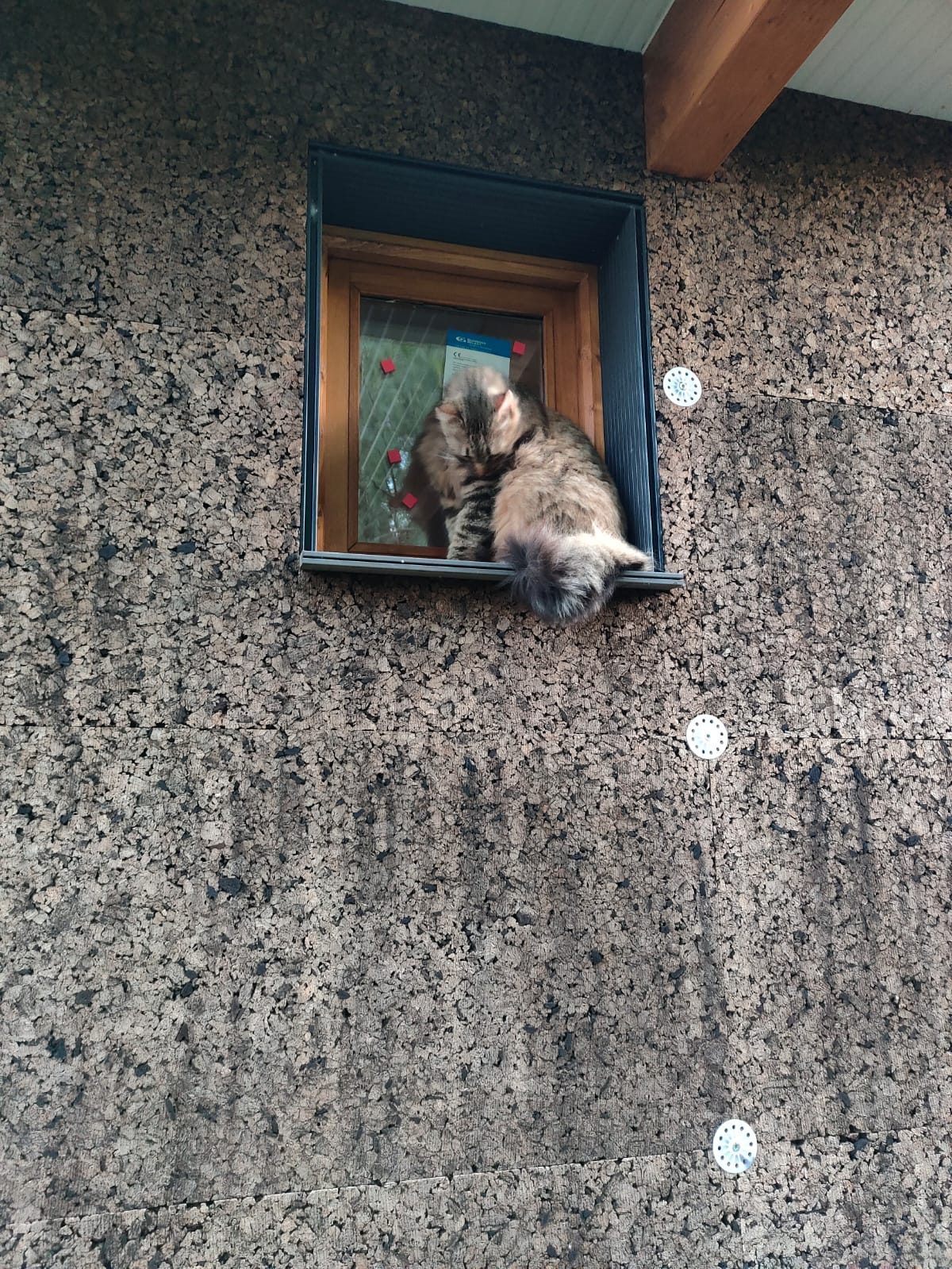 Un gato asomado a la ventana del cerramiento de corcho
